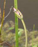 Image of taxon representative. Author is Сергей Одинец