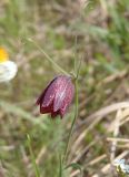 Fritillaria ruthenica. Верхушка цветущего растения. Украина, г. Запорожье, о-в Хортица, северный берег острова, степной склон. 27.04.2015.