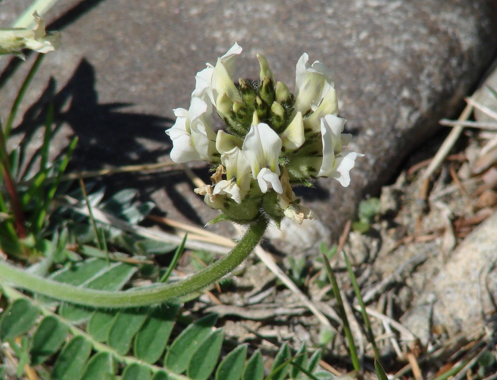 Изображение особи Oxytropis candicans.