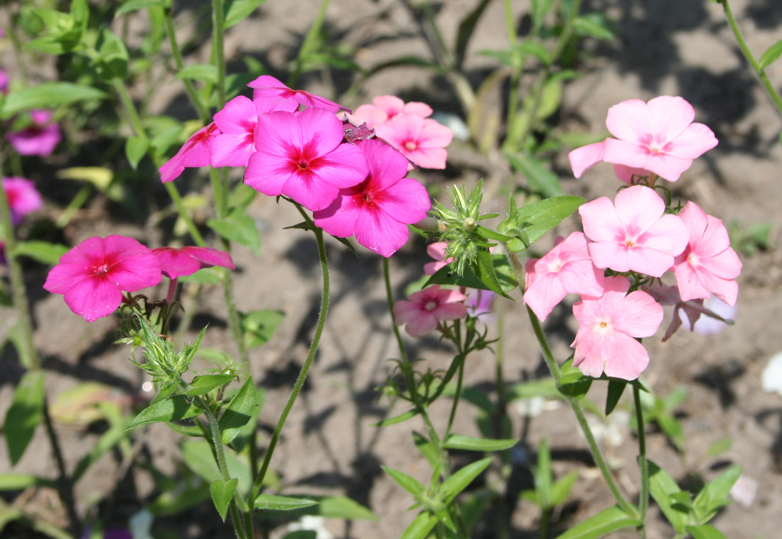 Image of Phlox drummondii specimen.