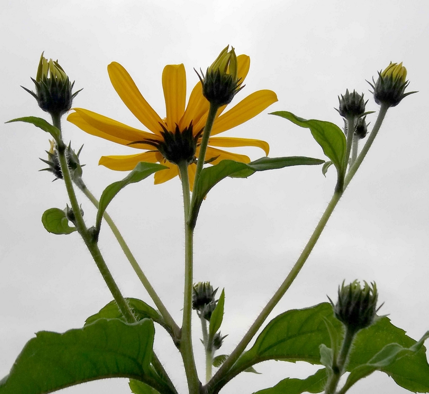 Изображение особи Helianthus tuberosus.