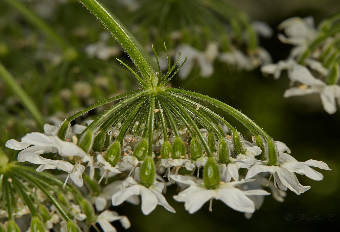 Изображение особи Heracleum mantegazzianum.