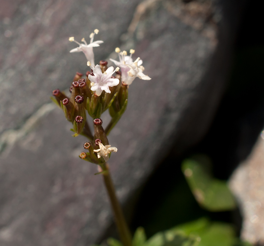 Image of Valeriana martjanovii specimen.