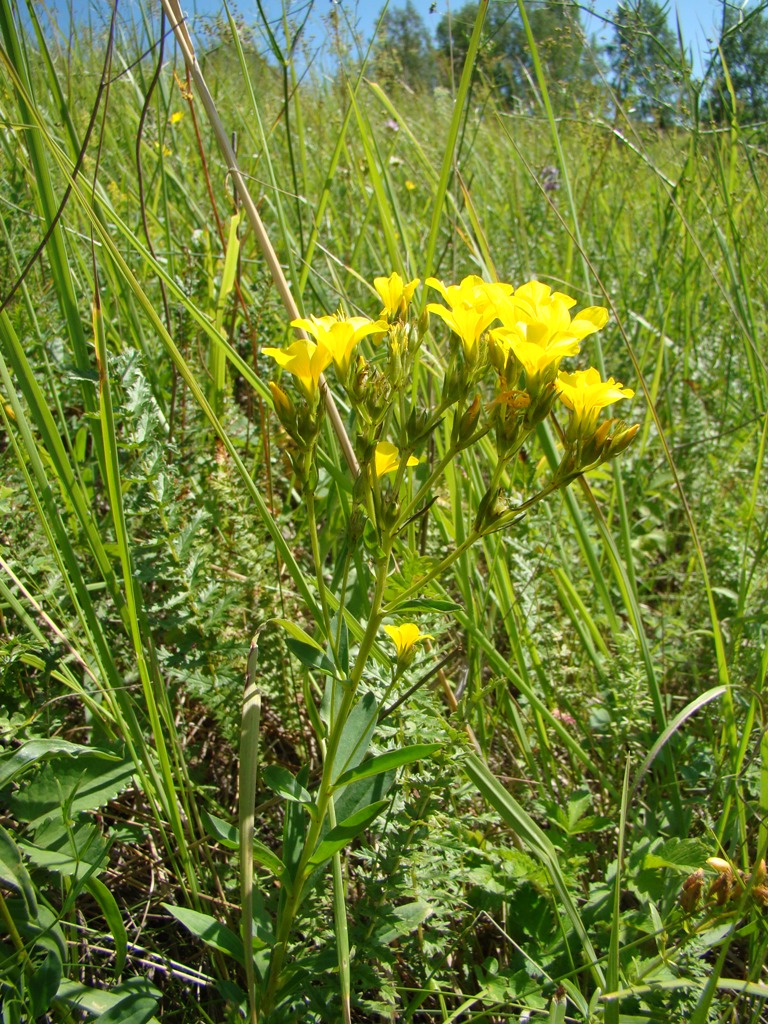 Image of Linum flavum specimen.