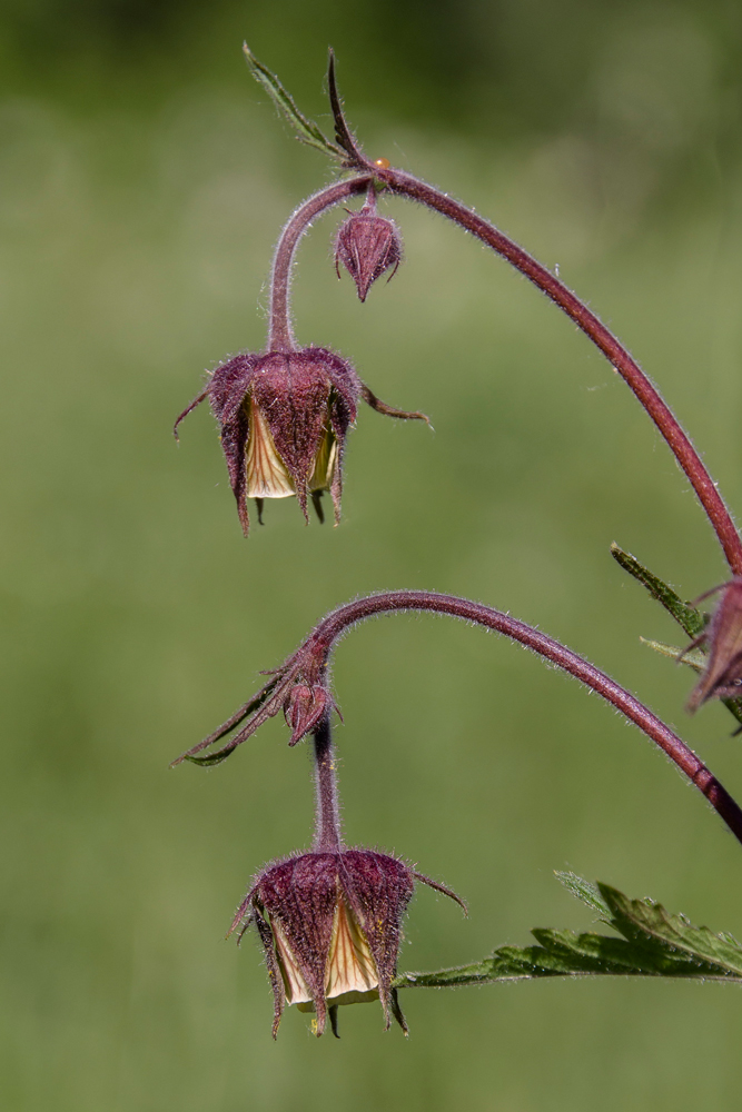 Image of Geum rivale specimen.