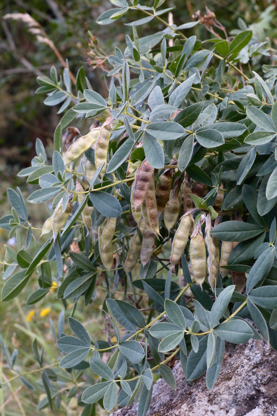 Image of Thermopsis alpina specimen.