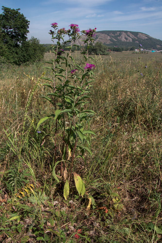 Image of Centaurea pseudophrygia specimen.