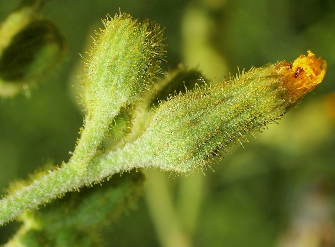 Изображение особи Sonchus palustris.