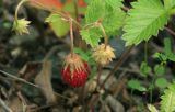 Fragaria orientalis