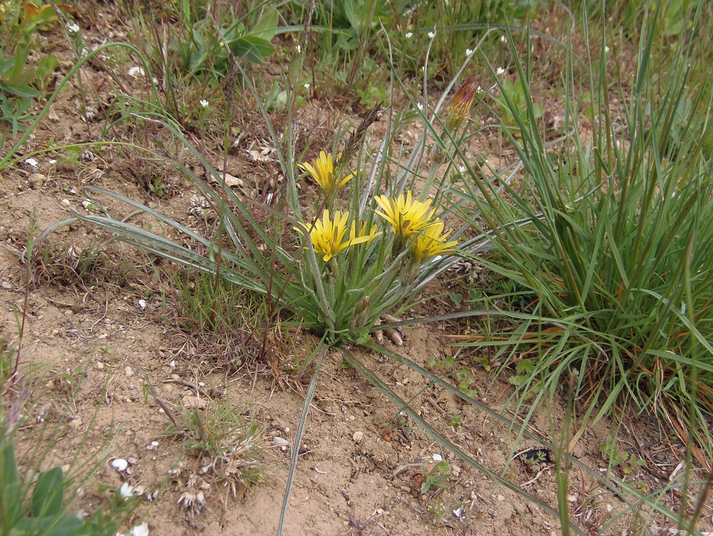 Image of Scorzonera mollis specimen.