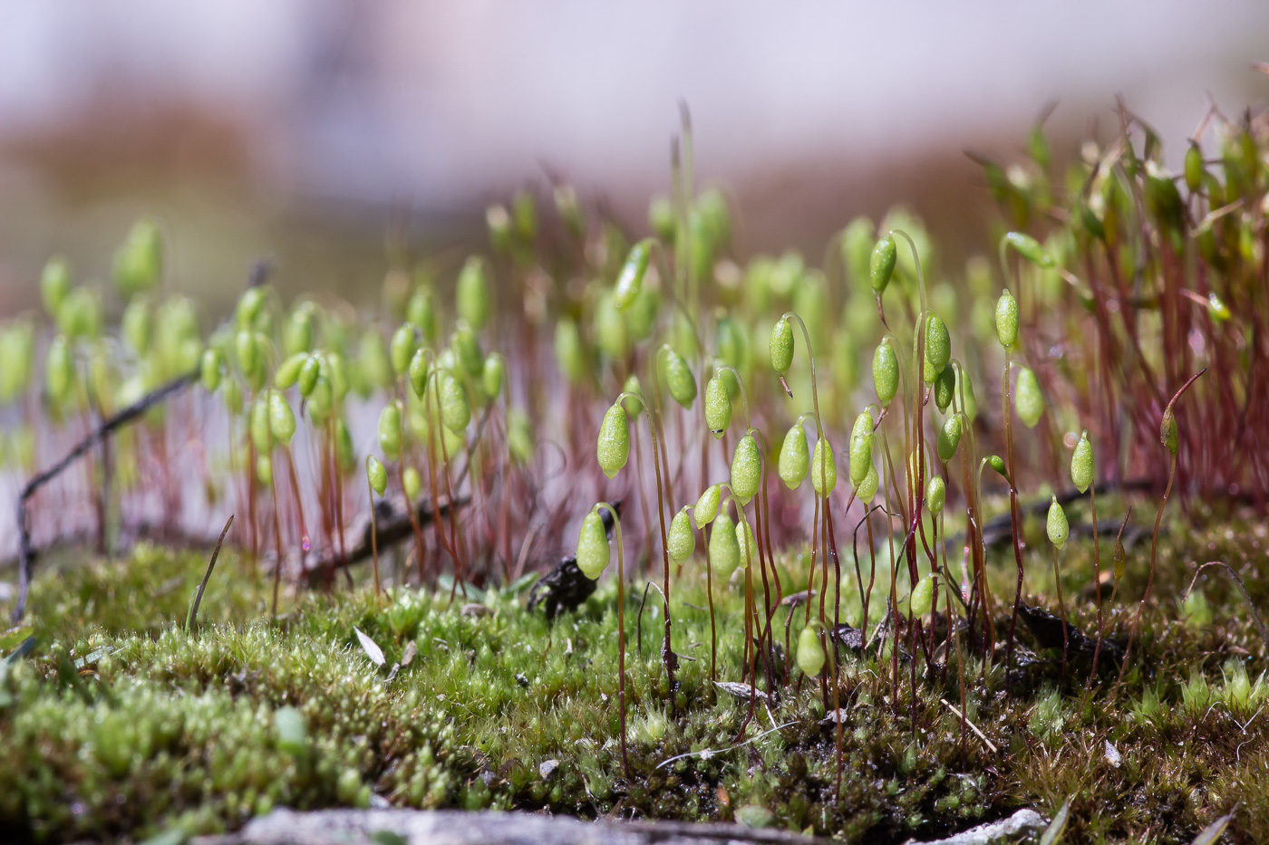 Image of genus Bryum specimen.