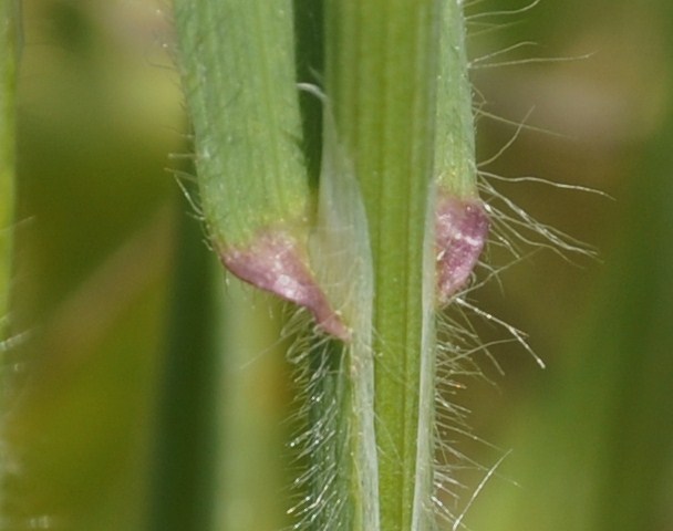 Image of Anisantha tectorum specimen.