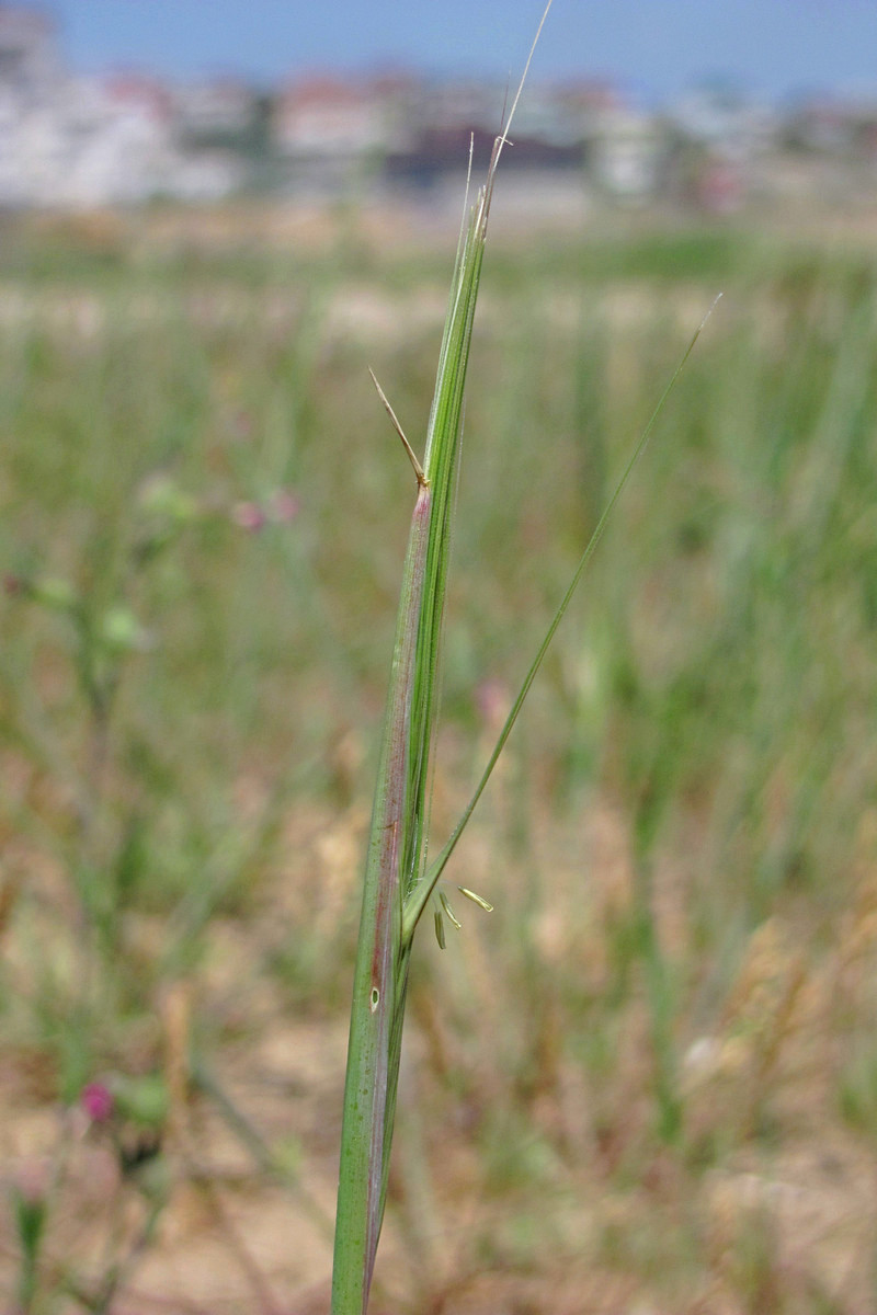 Image of Secale sylvestre specimen.