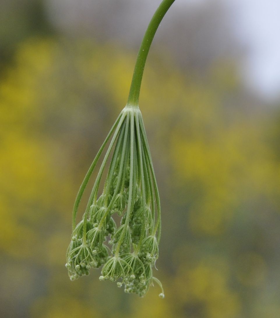 Изображение особи Pimpinella peregrina.