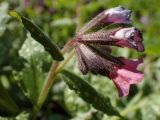Pulmonaria officinalis. Верхушка побега с соцветием. Москва, Воронцовский парк, лужайка в дубовой роще, в культуре или одичавшее. 15.05.2017.