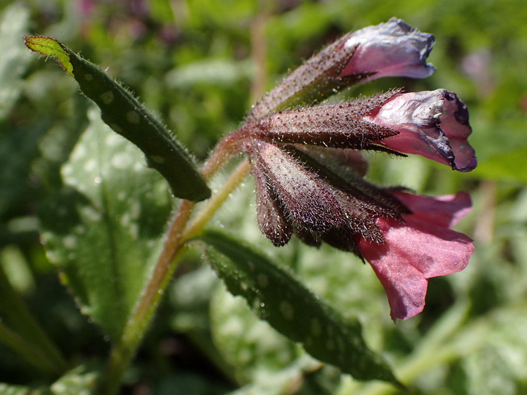 Изображение особи Pulmonaria officinalis.