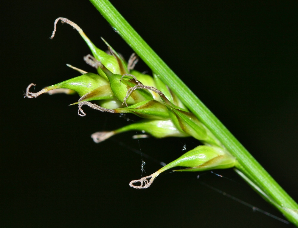 Изображение особи Carex xiphium.