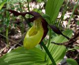 Cypripedium calceolus