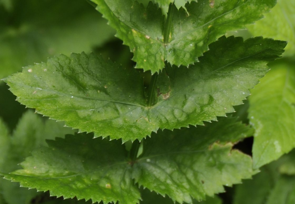 Image of familia Apiaceae specimen.