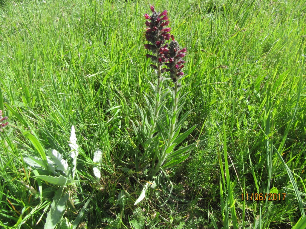 Image of Echium russicum specimen.