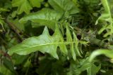 Crepis biennis