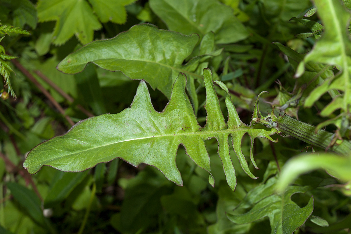 Изображение особи Crepis biennis.