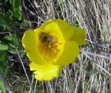 Tulipa kolpakowskiana