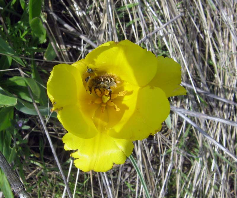 Image of Tulipa kolpakowskiana specimen.