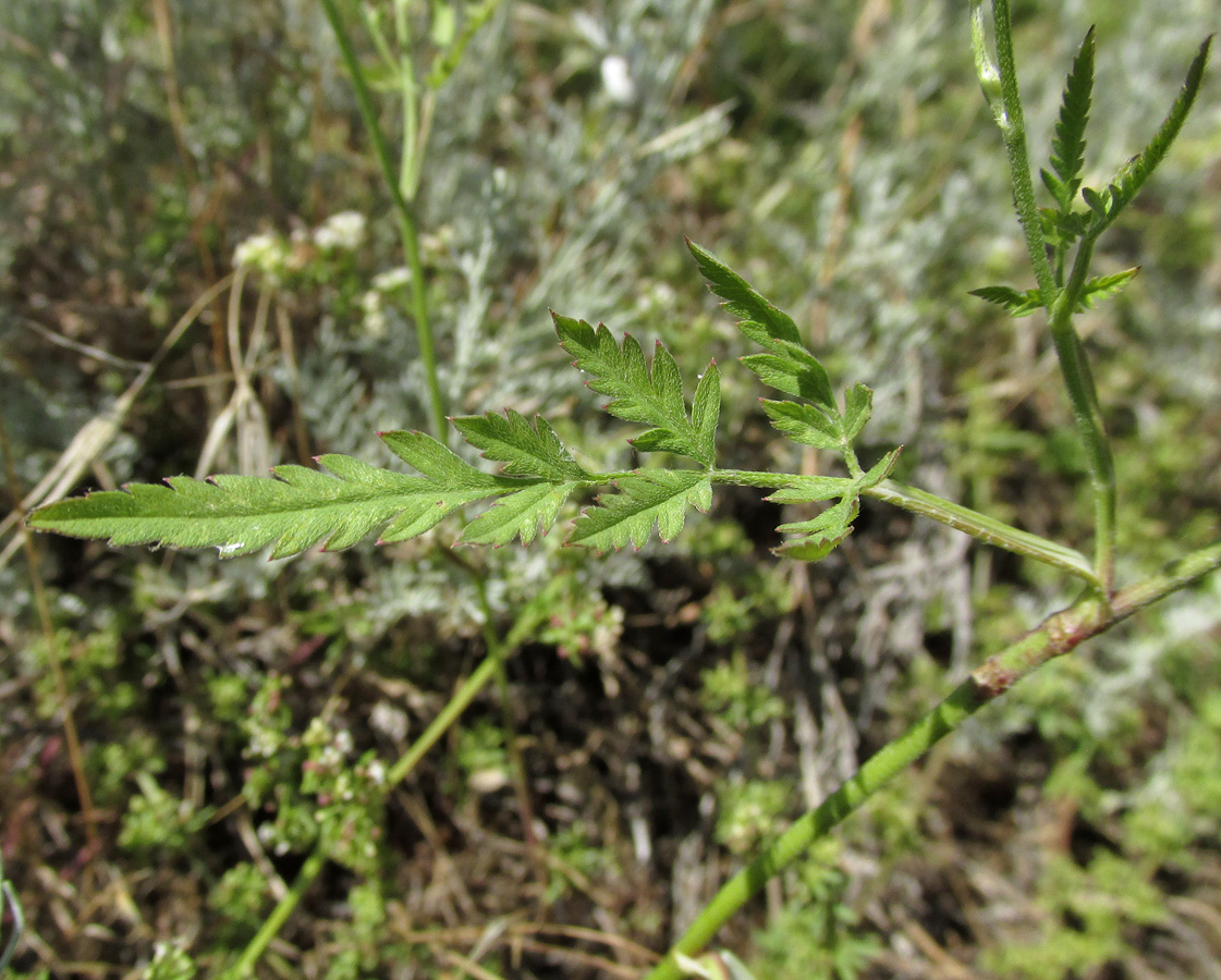 Изображение особи Torilis arvensis.