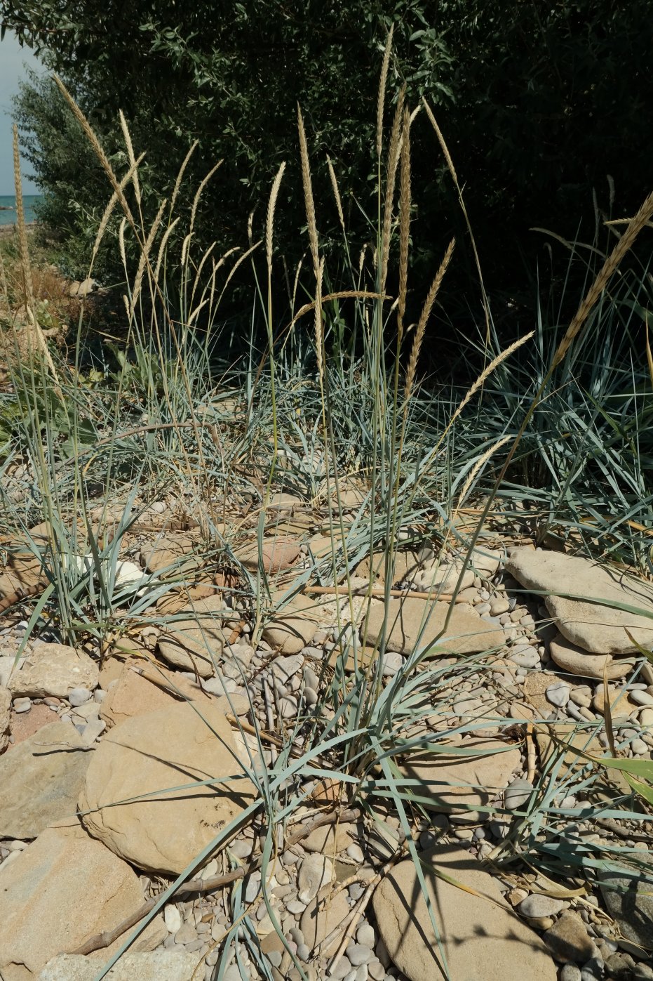 Image of Leymus racemosus ssp. sabulosus specimen.