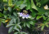 Passiflora caerulea