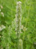 Phleum pratense. Соцветие. Камчатский край, Елизовский городской округ, урочище Парк, лугоподобная группировка. 28.07.2017.