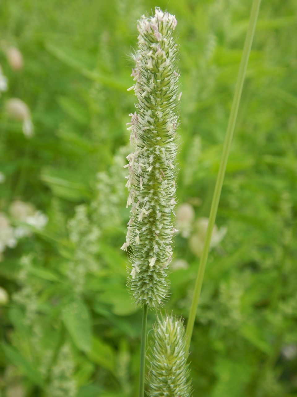 Image of Phleum pratense specimen.