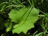 Tussilago farfara