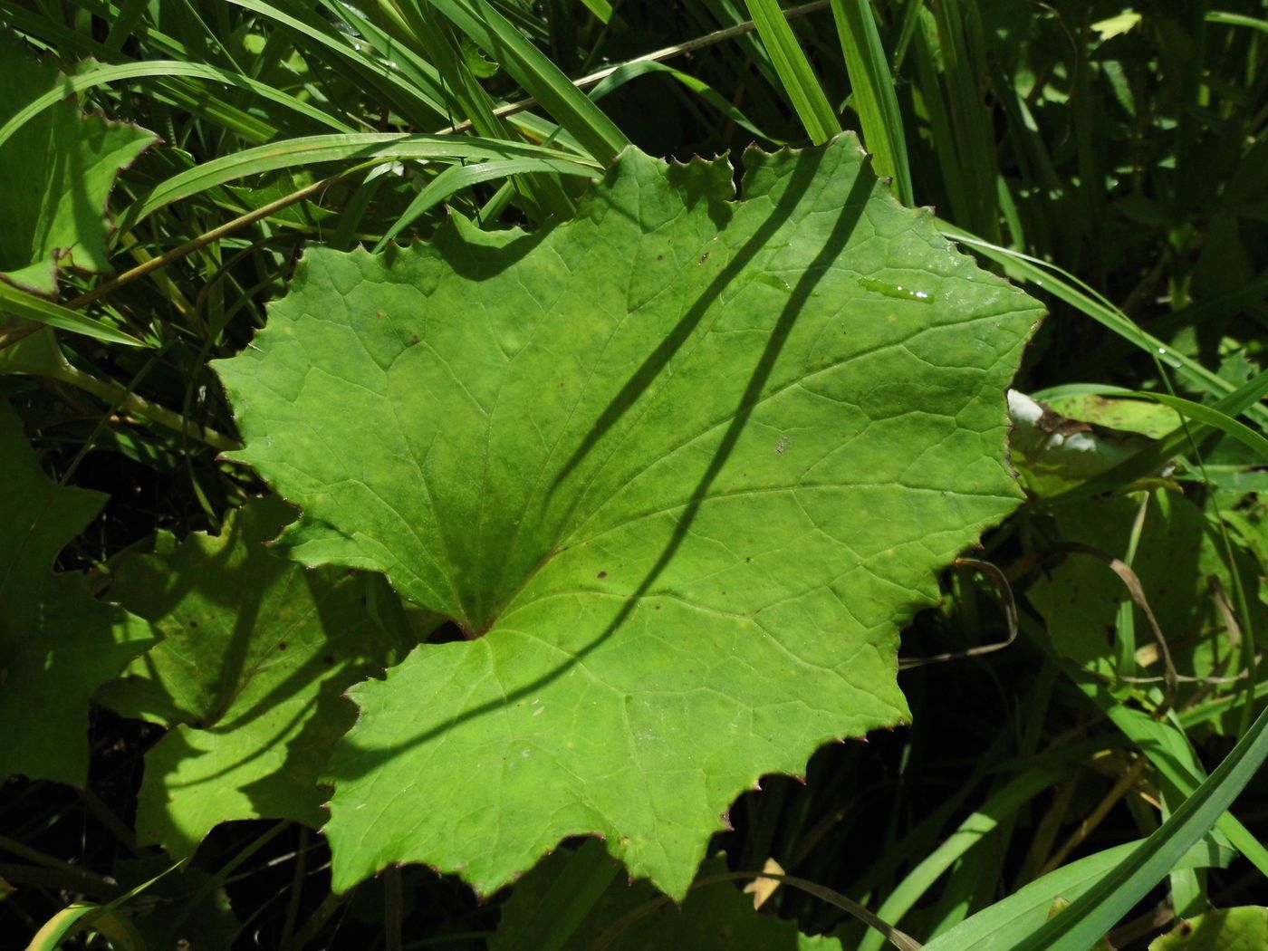 Image of Tussilago farfara specimen.