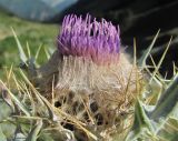 Cirsium cephalotes. Соцветие. Кабардино-Балкария, Эльбрусский р-н, долина р. Ирик, ок. 2300 м н.у.м. 28.07.2017.