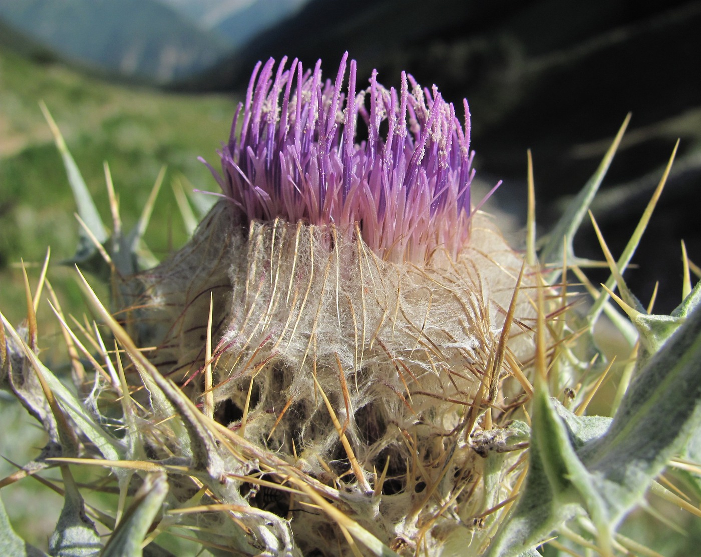 Изображение особи Cirsium cephalotes.