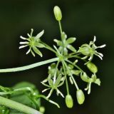 Smilax maximowiczii