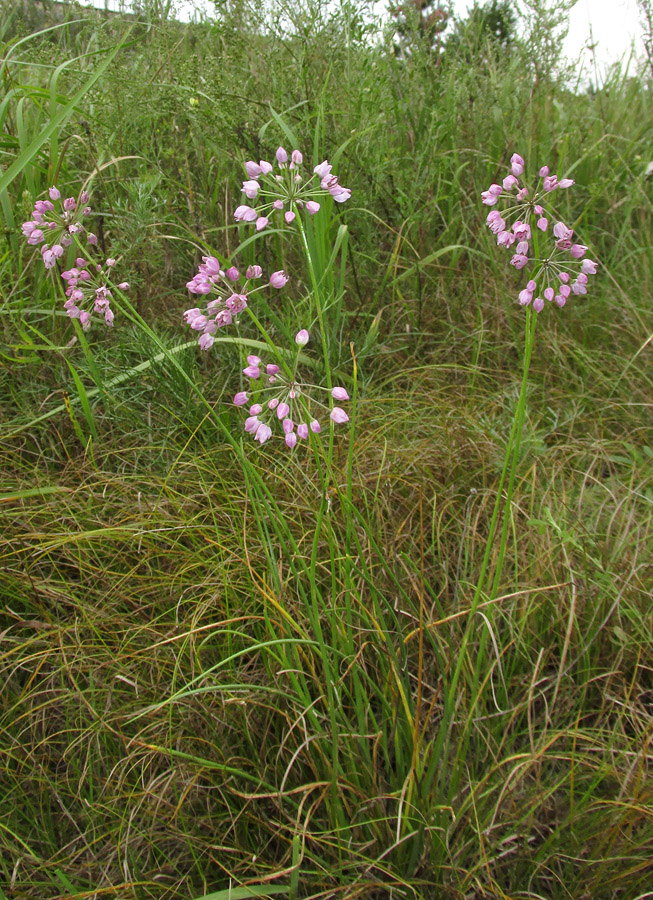 Image of Allium rubens specimen.