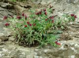 Echium amoenum