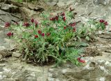Echium amoenum. Цветущее растение на скале. Азербайджан, Масаллинский р-н, Талышские горы, ущелье р. Виляшчай. 14.04.2010.