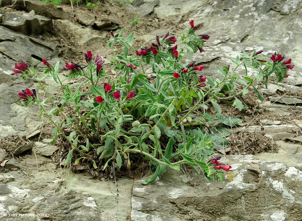 Изображение особи Echium amoenum.