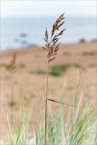 Calamagrostis meinshausenii