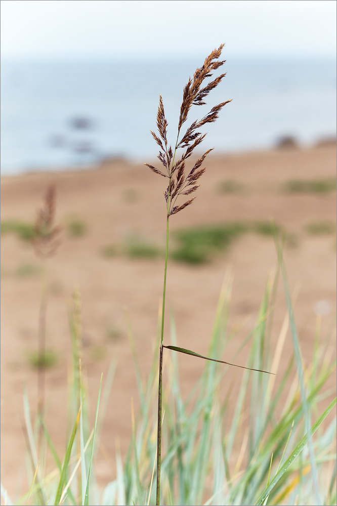 Image of Calamagrostis meinshausenii specimen.