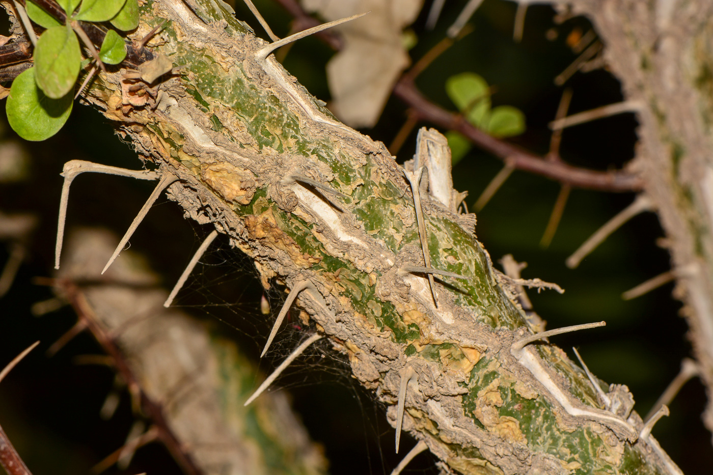 Image of Fouquieria macdougalii specimen.
