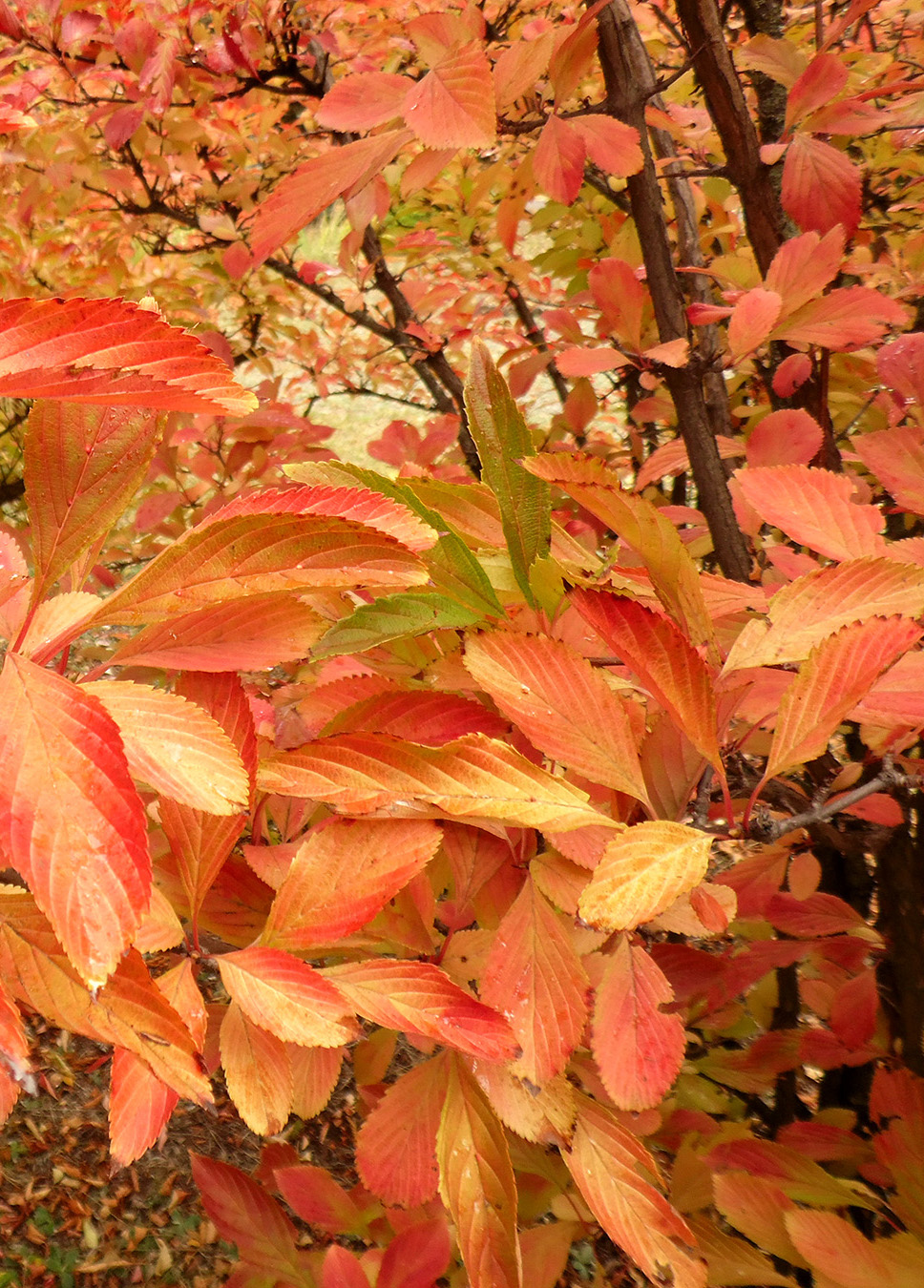 Image of Viburnum farreri specimen.