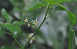 genus Solanum. Часть побега с цветками. Южный Китай, провинция Хунань, парк Zhangjiajie National Forest Park, лес. 5 октября 2017 г.