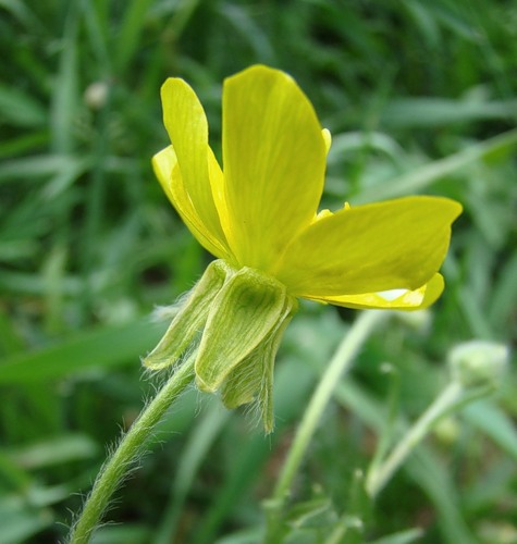 Изображение особи Ranunculus oxyspermus.