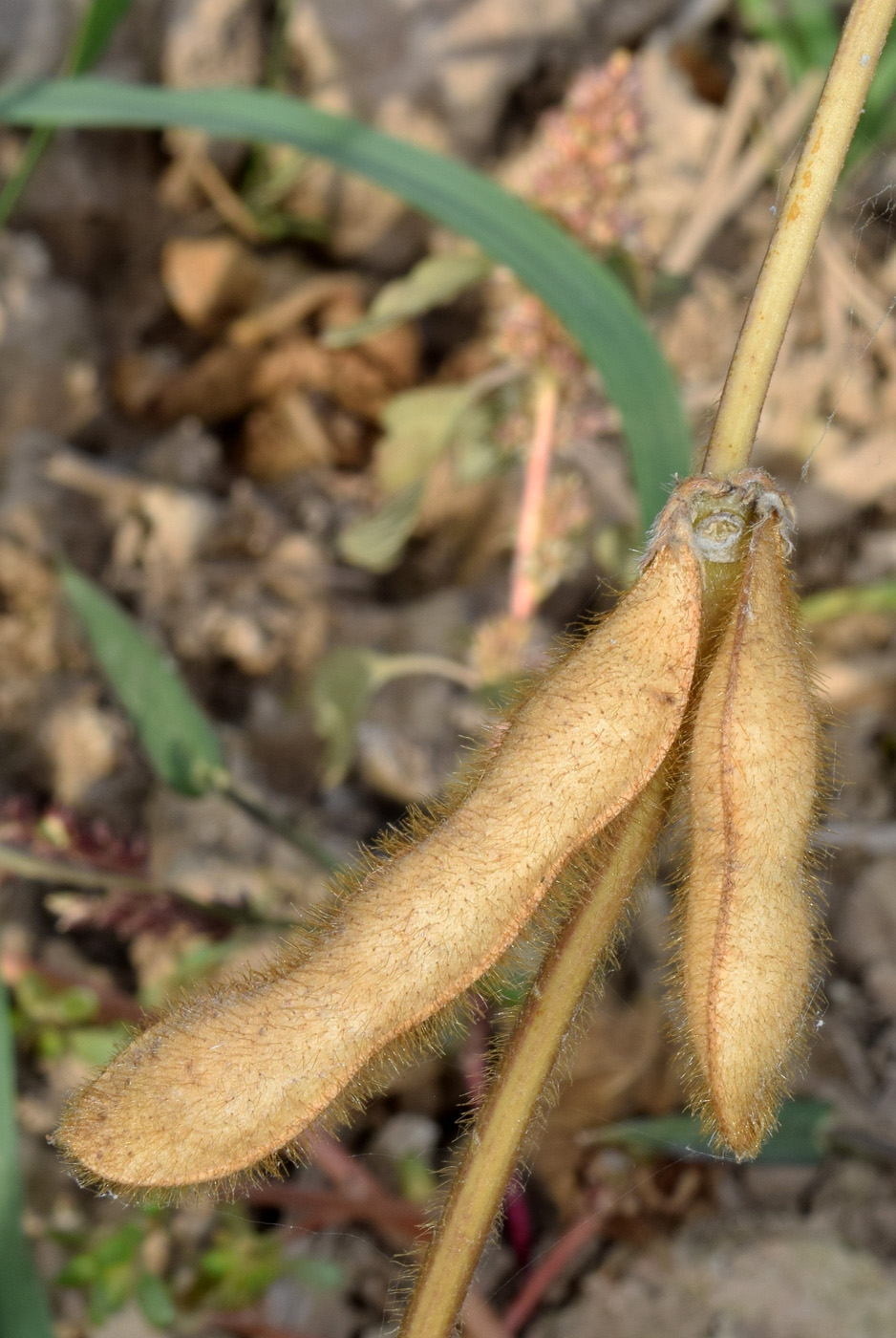 Image of Glycine max specimen.