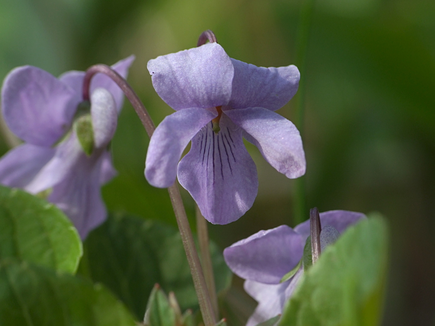 Изображение особи Viola epipsiloides.